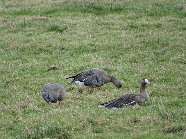 体战略的比 体战略的比