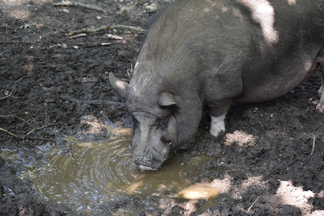 休斯顿火箭 休斯顿火箭